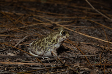 frog sitting on the ground