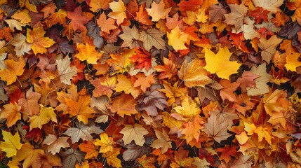 Autumn fall leaves design element wallpaper background 