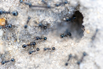 Macro photography of a round hole anthill with ants in focus and others out of focus