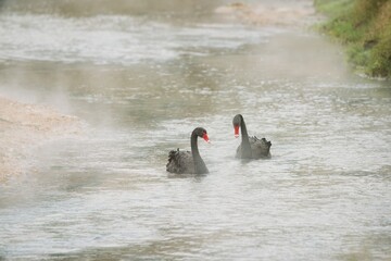 black swan on the steaming river in the Geothermal active valley