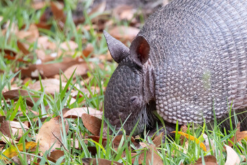 Nine-banded amardilo living on Cumberland Island National Park in Georgia.