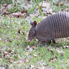Obraz premium Nine-banded amardilo living on Cumberland Island National Park in Georgia.