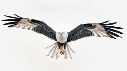 Obraz premium Impressive eagle soars with its majestic wings spread wide against a clear white sky