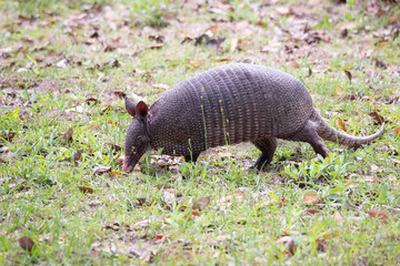 Nine-banded amardilo living on Cumberland Island National Park in Georgia.