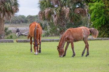Wild horses of Cumberland Island Georgia grazing on the grassy area near the old mansion. 