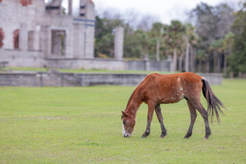 Wild horse of Cumberland Island grazing near the old abandoned mansion.