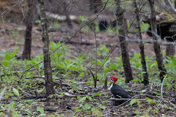Pileated woodpecker foraging the forest floor looking up at the tree canopy