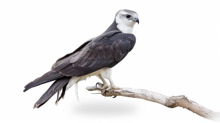 Fototapeta premium Stunning letter-winged kite perched gracefully on a branch, displaying its majestic beauty in the wild against a clean white backdrop