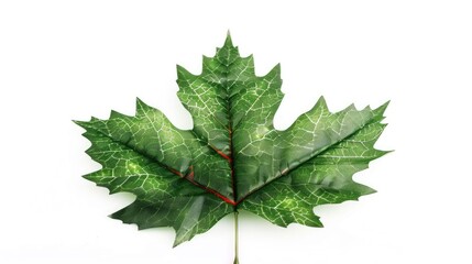 Fototapeta premium Fabric made artificial maple leaf isolated on white background