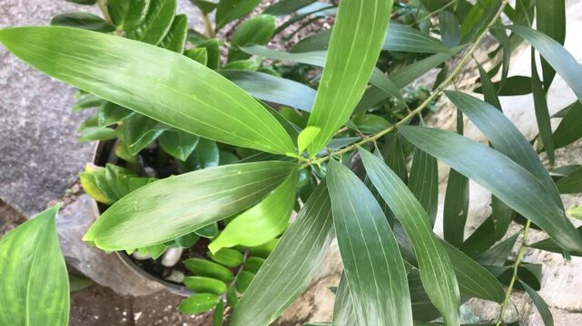 Composi&ccedil;&atilde;o de Plantas e Flores Decorativas em Ambiente Natural. Arranjo de Flores e Folhagens para Decora&ccedil;&atilde;o. Plantas Ornamentais e Flores Coloridas em Espa&ccedil;o Verde