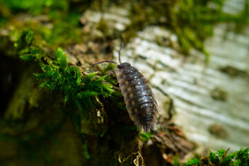 Oniscus asellus common woodlouse on the bark of a tree.
