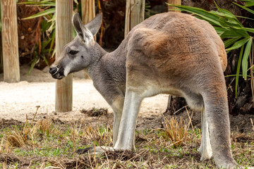 Kangaroo at the Brevard Zoo in Melbourne, Florida