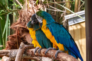Macaws at the Brevard Zoo in Melbourne, Florida