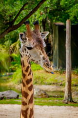 Giraffe at the Brevard Zoo in Melbourne, Florida