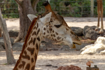 Giraffe at the Brevard Zoo in Melbourne, Florida