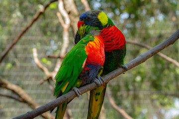 Rainbow Lorikeets at the Brevard Zoo in Melbourne, Florida