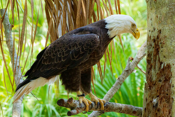 Bald Eagle eating a rat at the Brevard Zoo in Melbourne, Florida