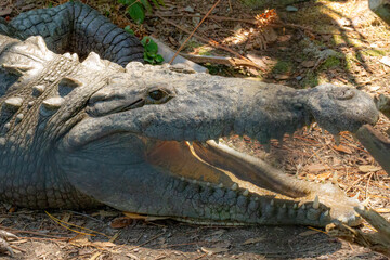 American Crocodile at the Brevard Zoo in Melbourne, Florida