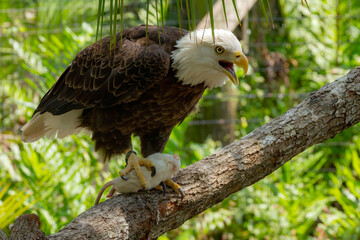 Bald Eagle eating a rat at the Brevard Zoo in Melbourne, Florida