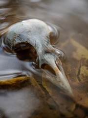 bird skull 