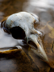 bird skull 