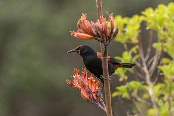 Saddleback (prosthemadera novaeseelandiae) feeding on the nectar of flax flowers.