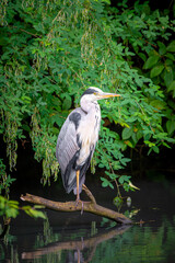 Graureiher / Fischreiher
