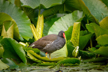 Wasservogel