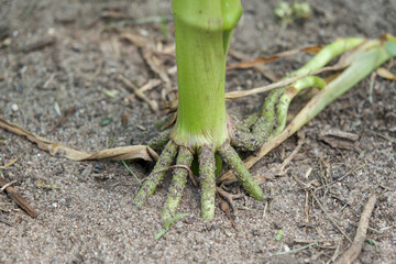 Brace root of a cornstalk in a cornfield