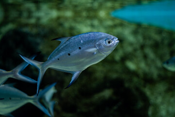 Naklejka premium Close up shot of Trachinotus baillonii or small spotted dart fishes in Mauritius island