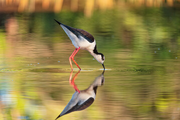 Ave Pernilongo-de-costas-brancas (Himantopus melanurus) 