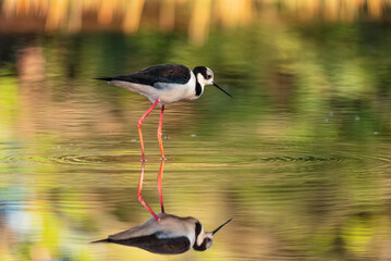 Ave Pernilongo-de-costas-brancas (Himantopus melanurus) 