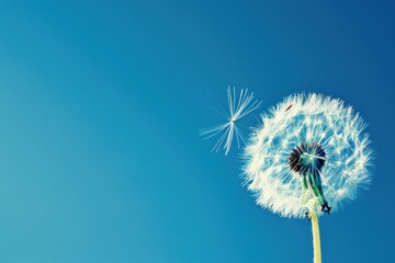 Obraz premium Closeup of a dandelion with seeds blowing in the wind, clear blue sky background