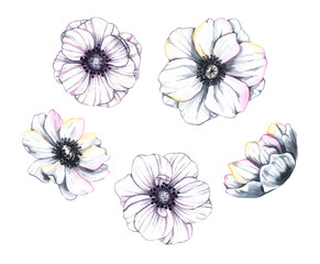 Anemones flowers hand drawn. Watercolor white anemone flowers set. Anemone for design of fabrics textiles, invitations, postcards, printing and more.