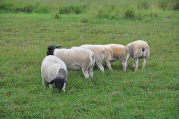 Obraz premium A group of great Dorper Sheep grazing on the farm's green pastures