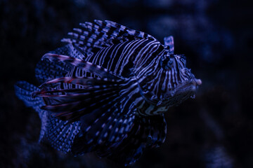 Close up shot of a Lionfish found in Mauritius island