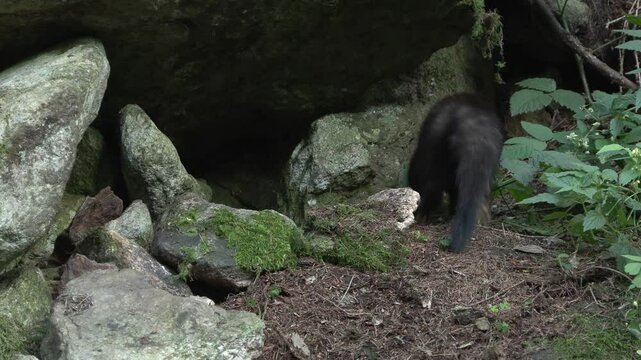 Martes foina faina animal marten