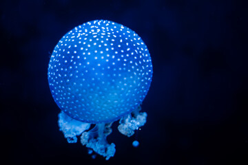 Close up shot of jelly fishes in Mauritius island	