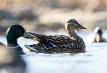 duck in the water