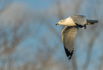 A White Gull Flying By Trees In The Fall
