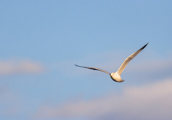 Ring Billed Gull In Flight. 