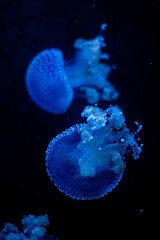 Obraz premium Close up shot of jelly fishes in Mauritius island 