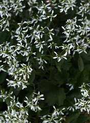 small white flowers with simple structure against dark green foliage background. concepts: floral backgrounds for graphic design projects, advertising materials for plant nurseries or florists,