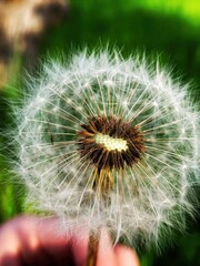 Fototapeta premium close up of dandelion on the green background