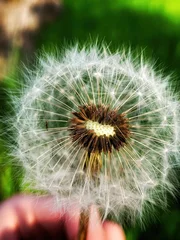 Gardinen close up of dandelion on the green background © Konstantin