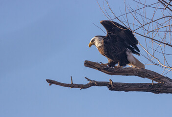 Bald Eagle On A Branch