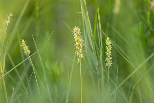 Sandspurs, or sandburs, or sand burs in the scientific genus Cenchrus &mdash; weeds that grow sharp, poking seeds in Florida fields and lots.