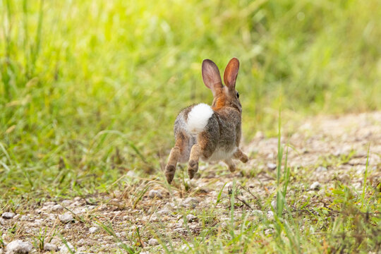 An eastern cottontail rabbit (Sylvilagus floridanus) running and showing its white tail in Duette, Florida
