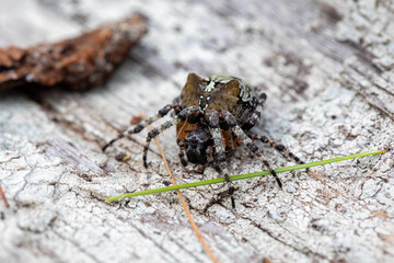 A large orb weaving spider (araneus nordmanni) in her natural habitat in a forest in Ontario, Canada.
