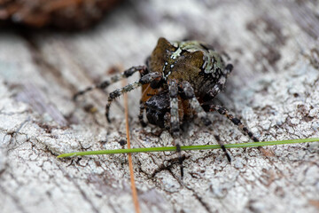 A large orb weaving spider (araneus nordmanni) in her natural habitat in a forest in Ontario, Canada.